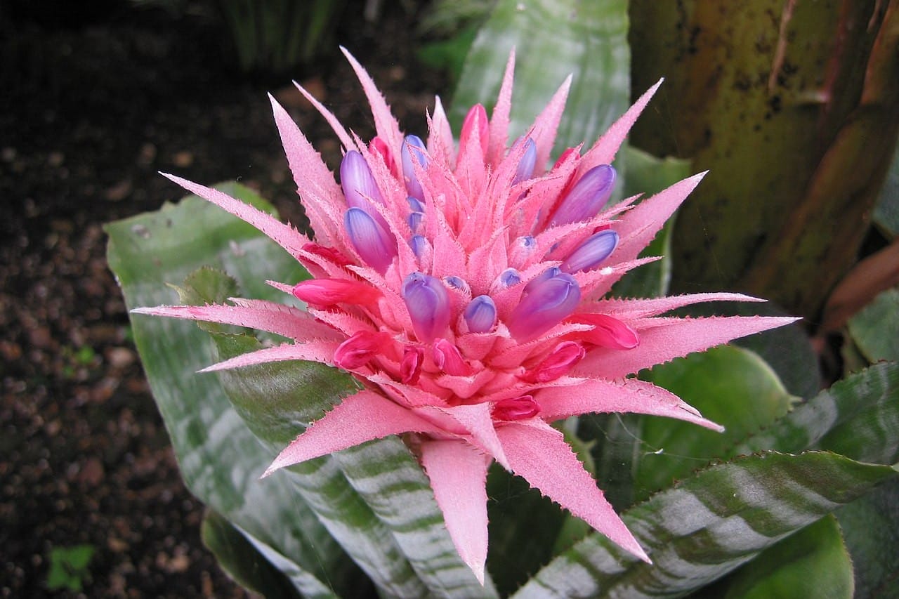 aechmea