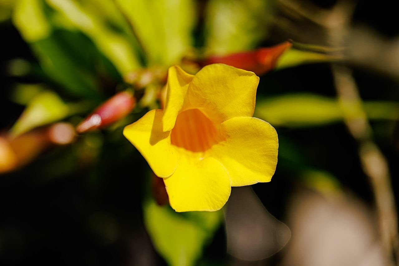 allamanda