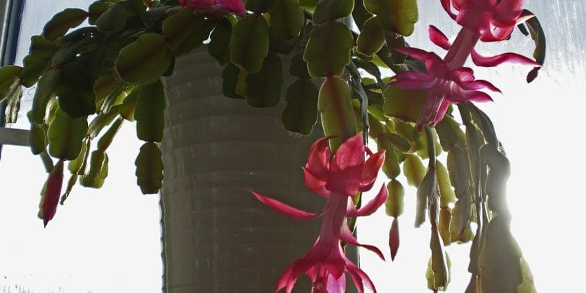 cactus schlumbergera