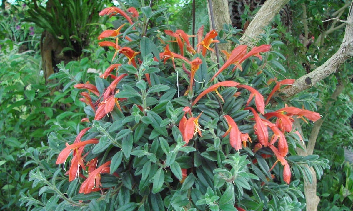 columnea