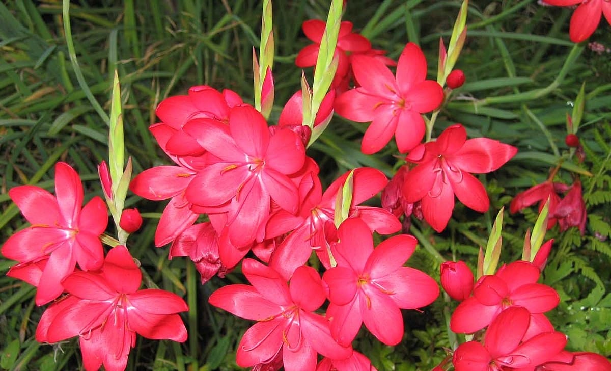 hesperantha coccinea