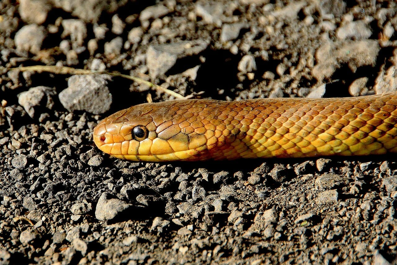 animali serpente