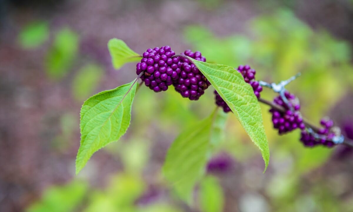 callicarpa