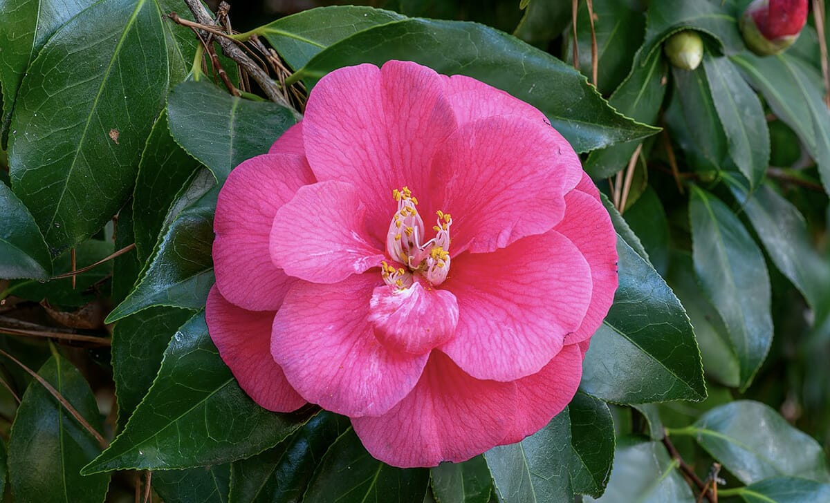 camelia japonica