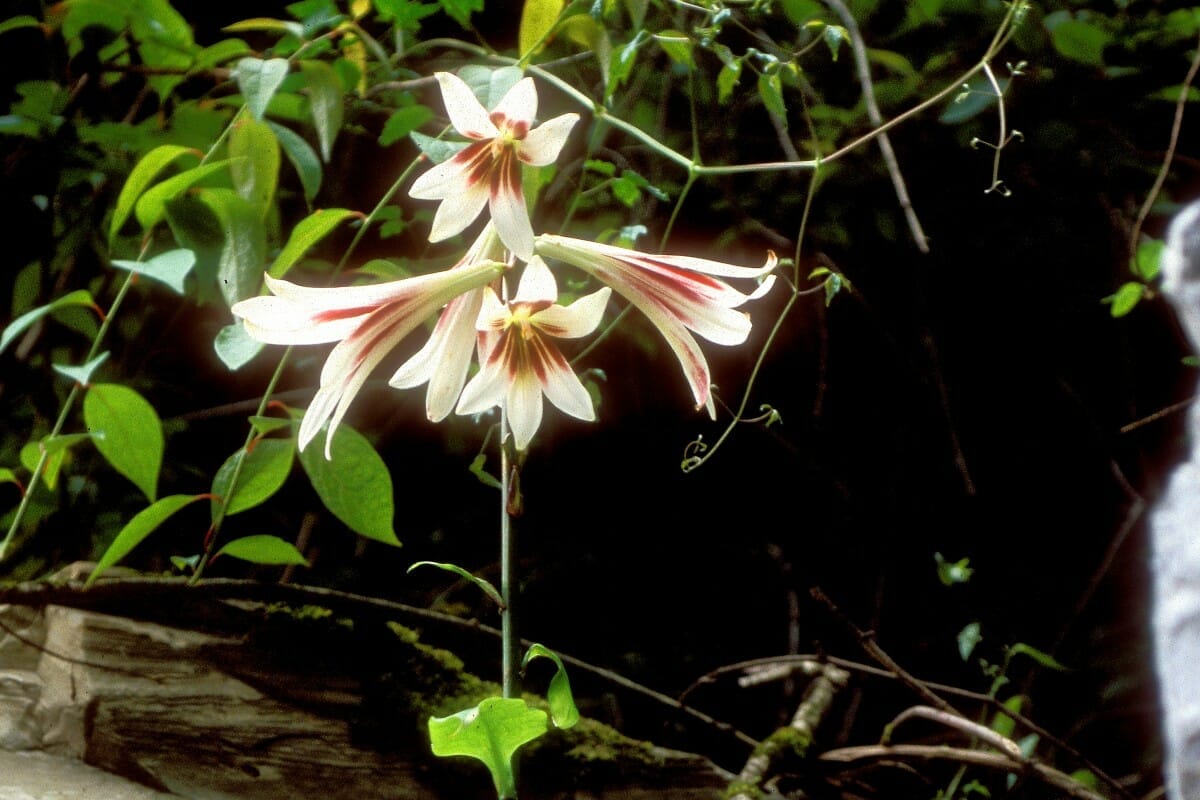 cardiocrinum