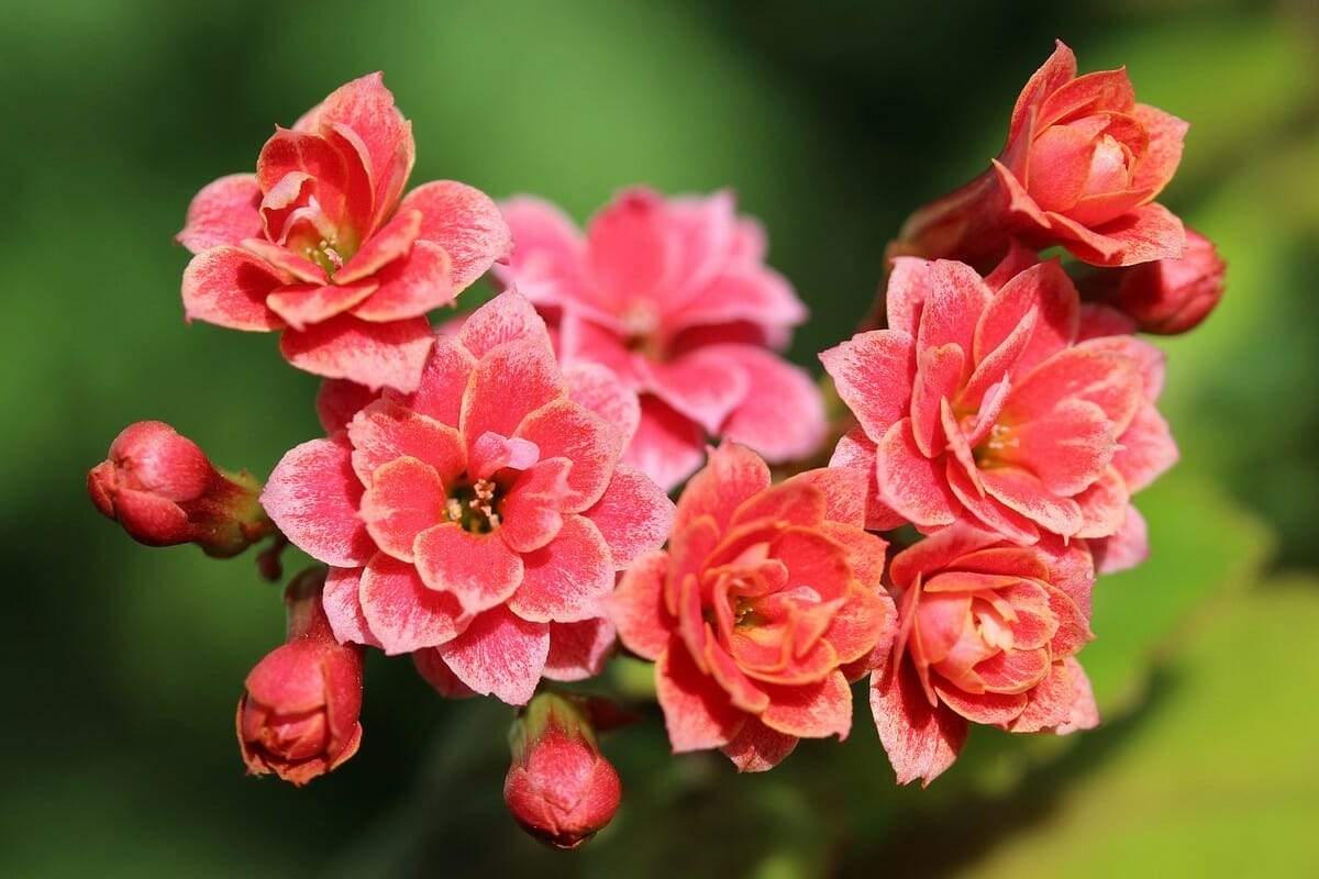 kalanchoe