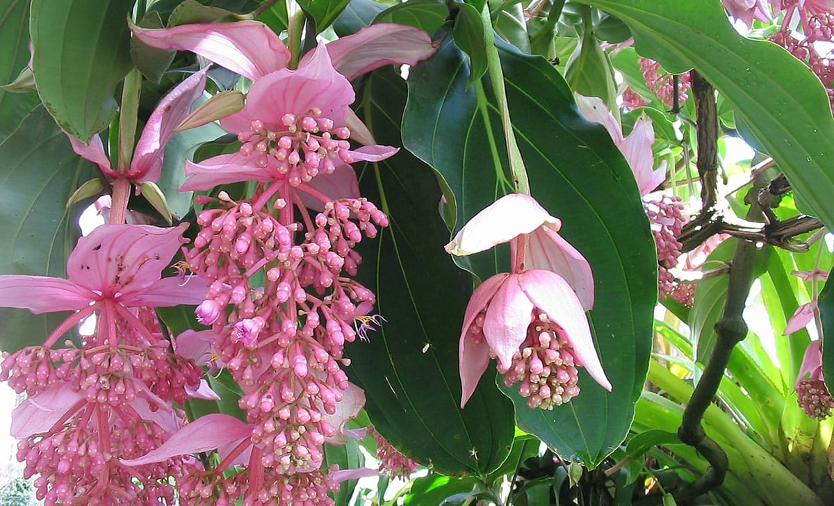 medinilla magnifica