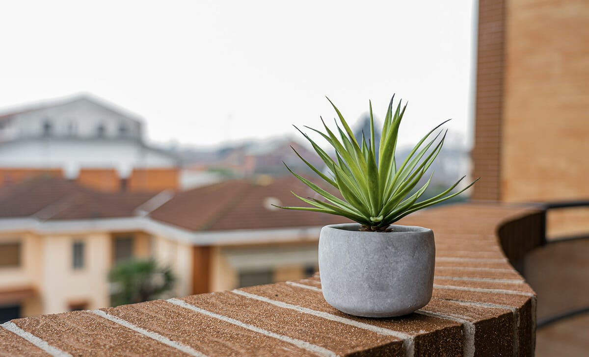 pianta sul balcone