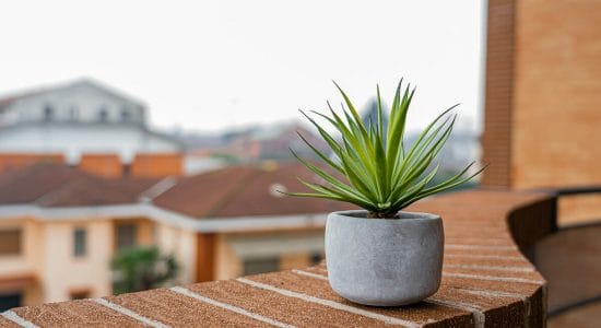pianta sul balcone