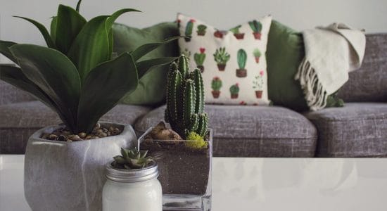 piante da appartamento