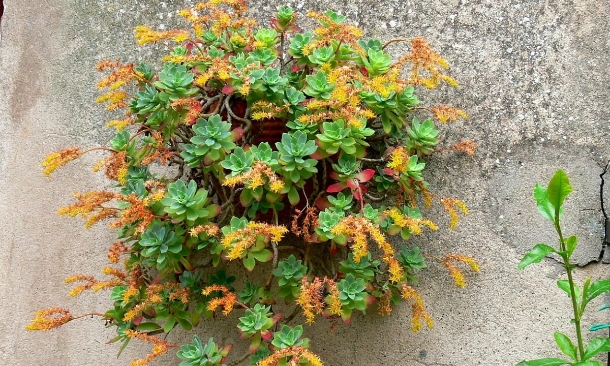 sedum