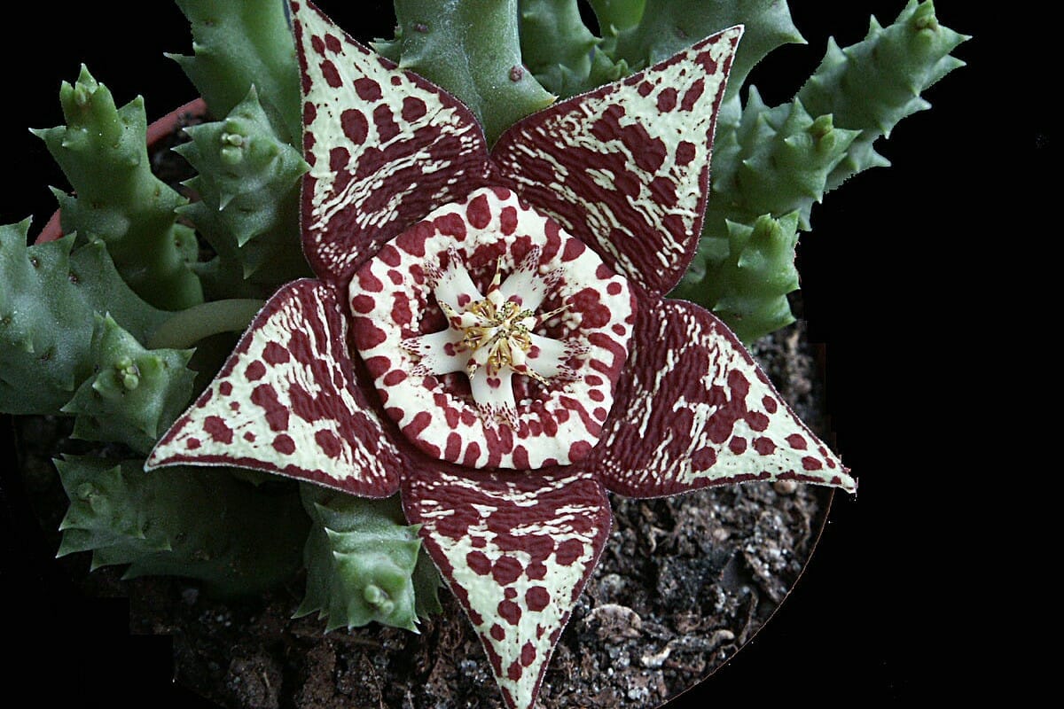 stapelia