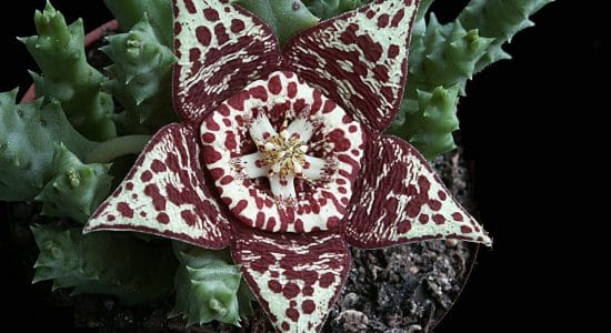 stapelia