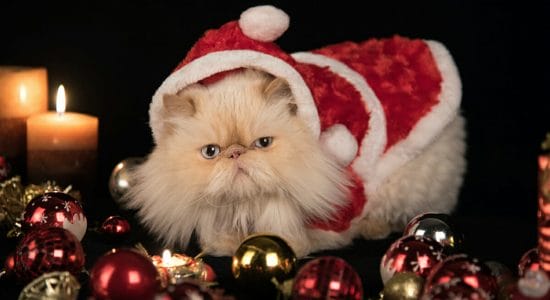 Cani e gatti con esuberanti vestiti natalizi
