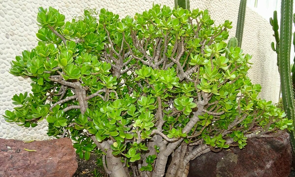 5 consigli essenziali per coltivare l'albero di giada in casa come un vero  professionista