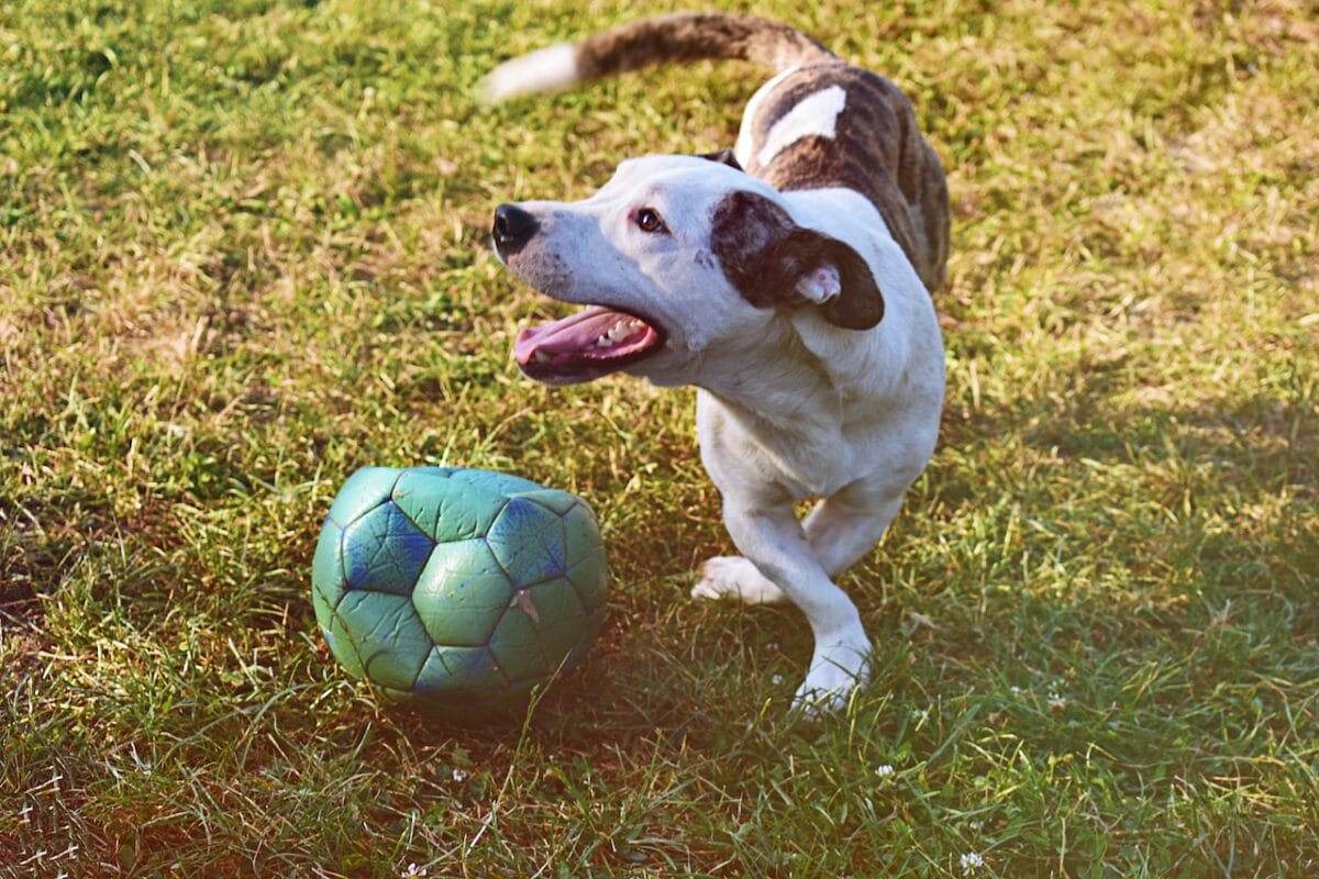Corde, palline e freesbee non devono essere date su richiesta del cane-proiezionidiborsa.it
