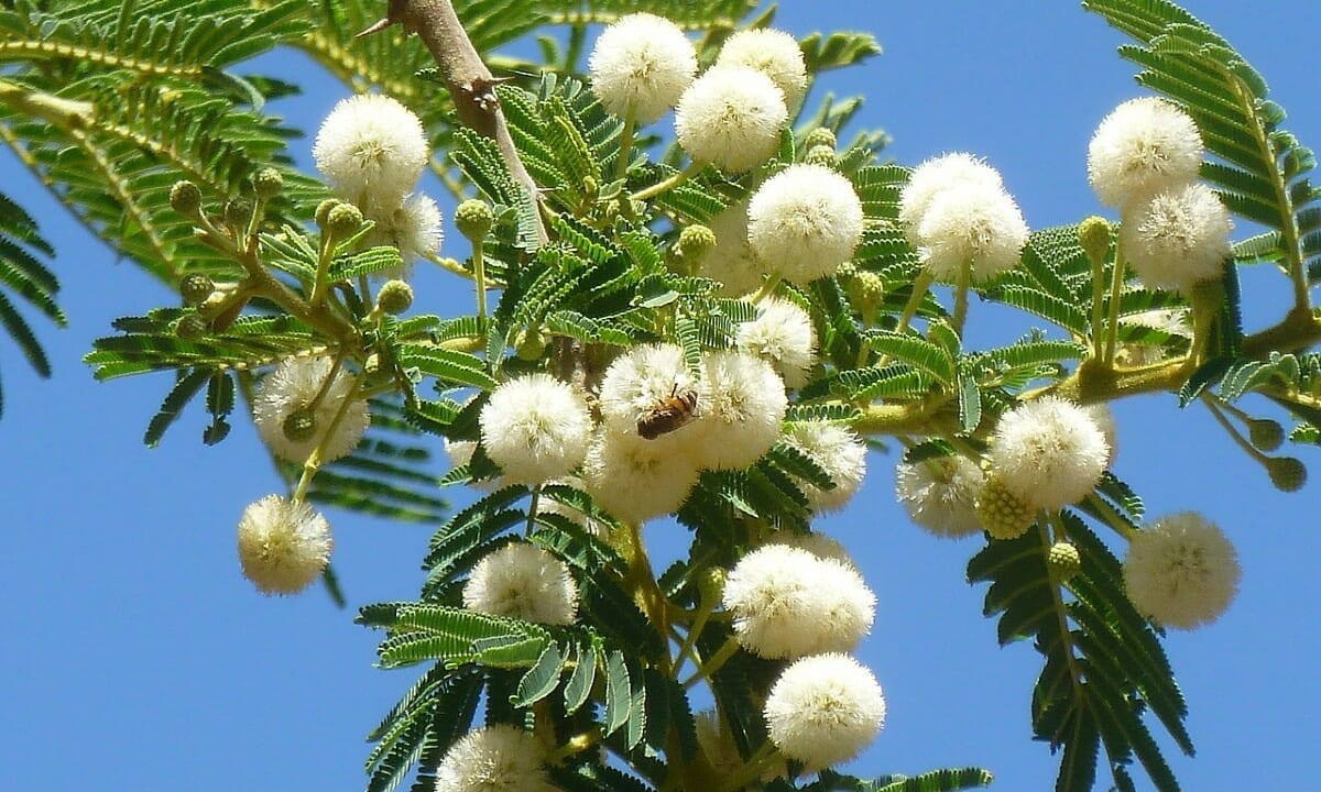 I fiori dell'acacia sono molto belli