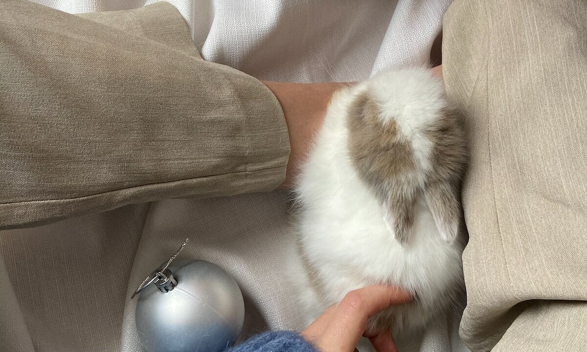 Il coniglio è un animale molto pacifico, tranquillo e fragile