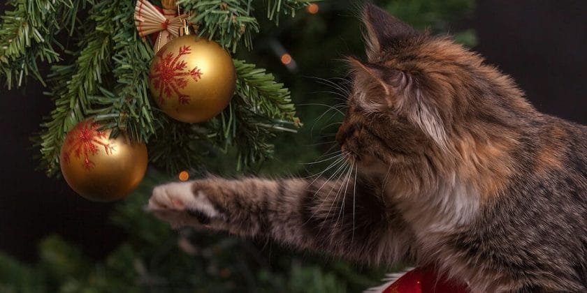 Il tuo gatto può aver mangiato l’albero di Natale