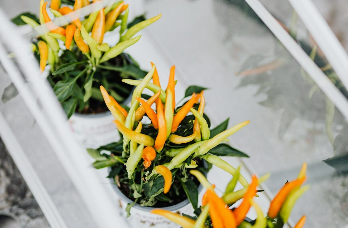 La pianta da seminare a gennaio