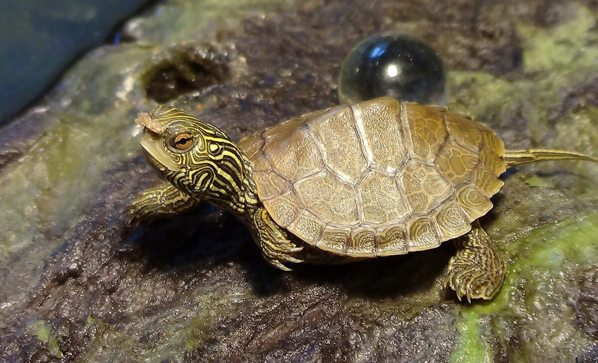 La tartaruga potrebbe vivere anche fino a 100 anni