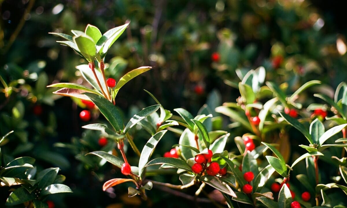 L’agrifoglio non fa le bacche