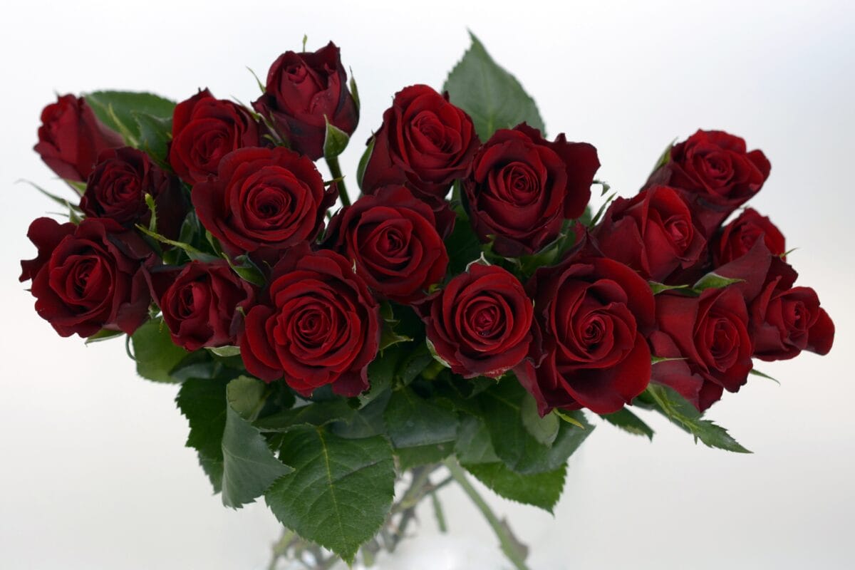 Le rose scarlatte diventano simbolo di una relazione autentica, longeva e capace di resistere a tutti i possibili momenti di crisi.