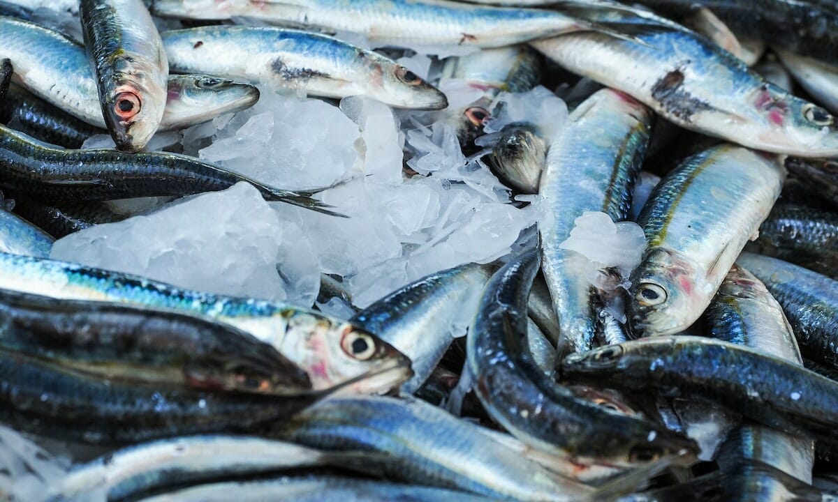 Le sardine contengono acido linolenico