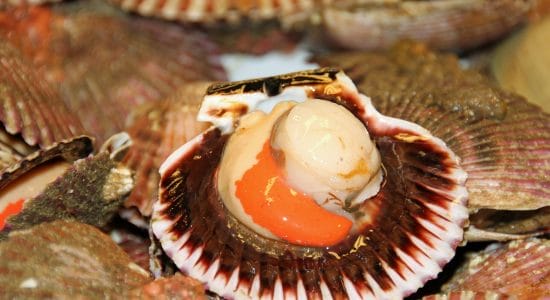 Preoccuparsi su come cucinare le capesante non sarà più un problema