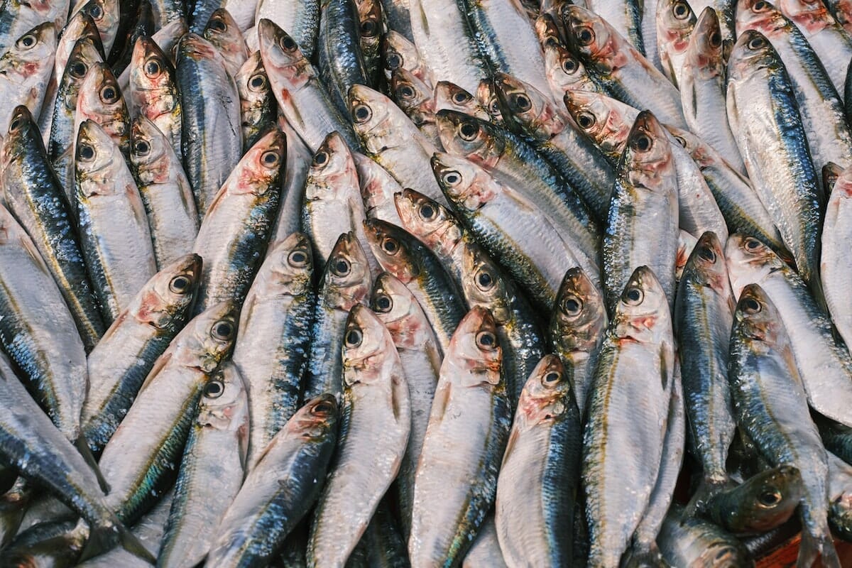 Sardine