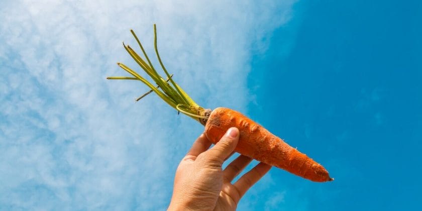 Spiegato il perché bisognerebbe mangiare tante carote