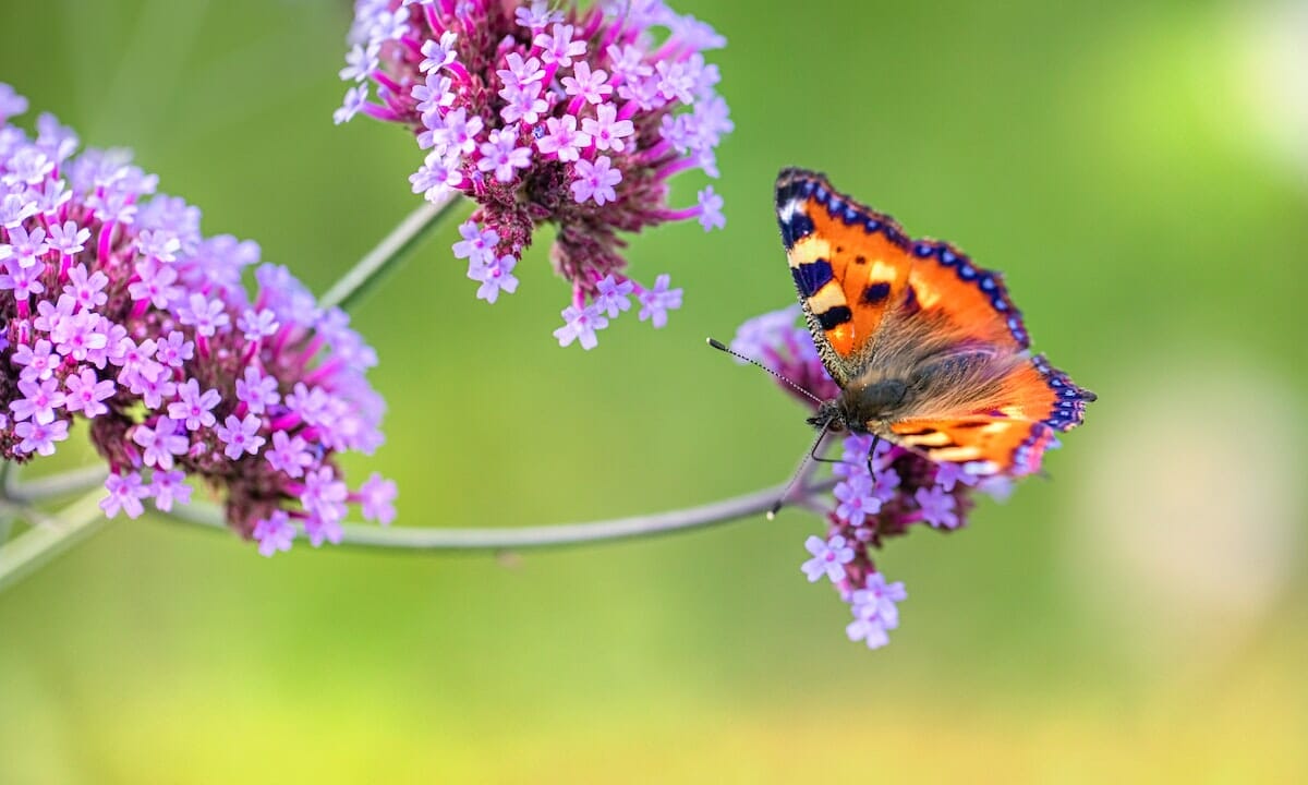 Una pianta antinfiammatoria
