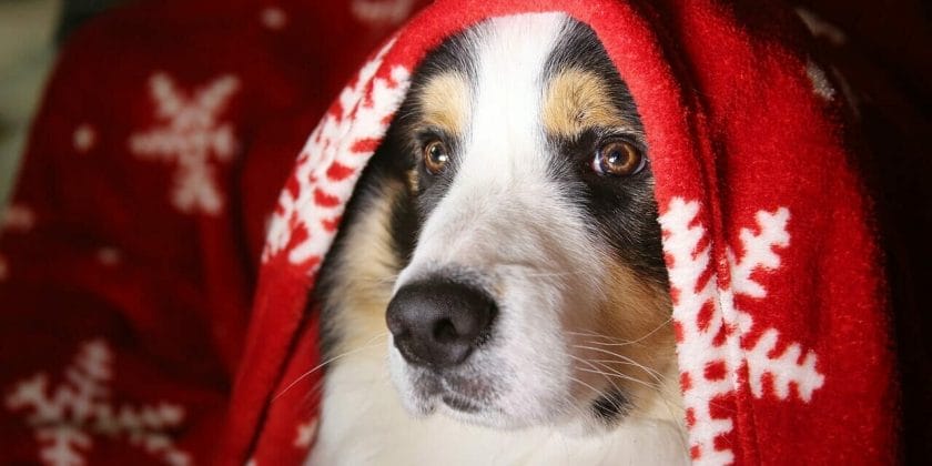 Come capire se il cane ha mangiato la Stella di Natale
