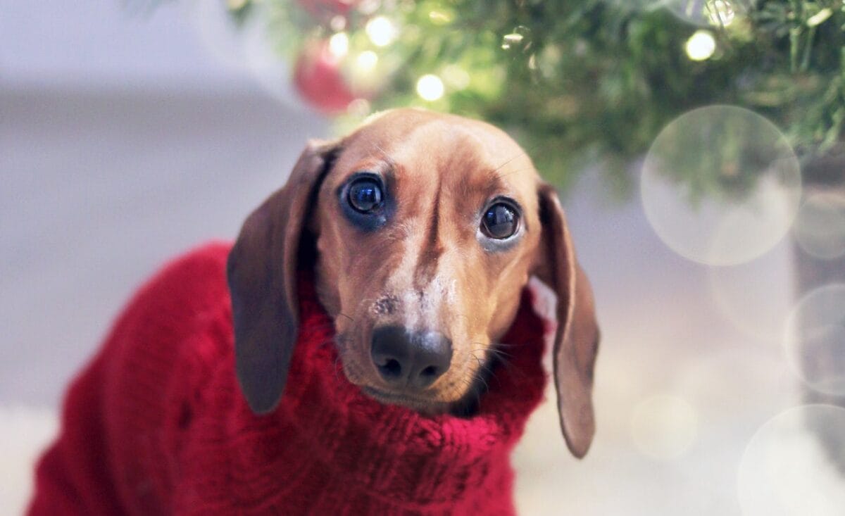 Cosa notare nel cane per scoprire i sintomi