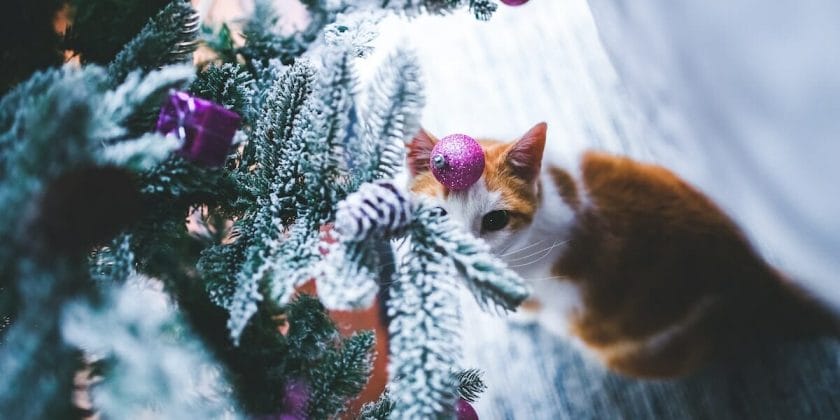gatto e albero di Natale