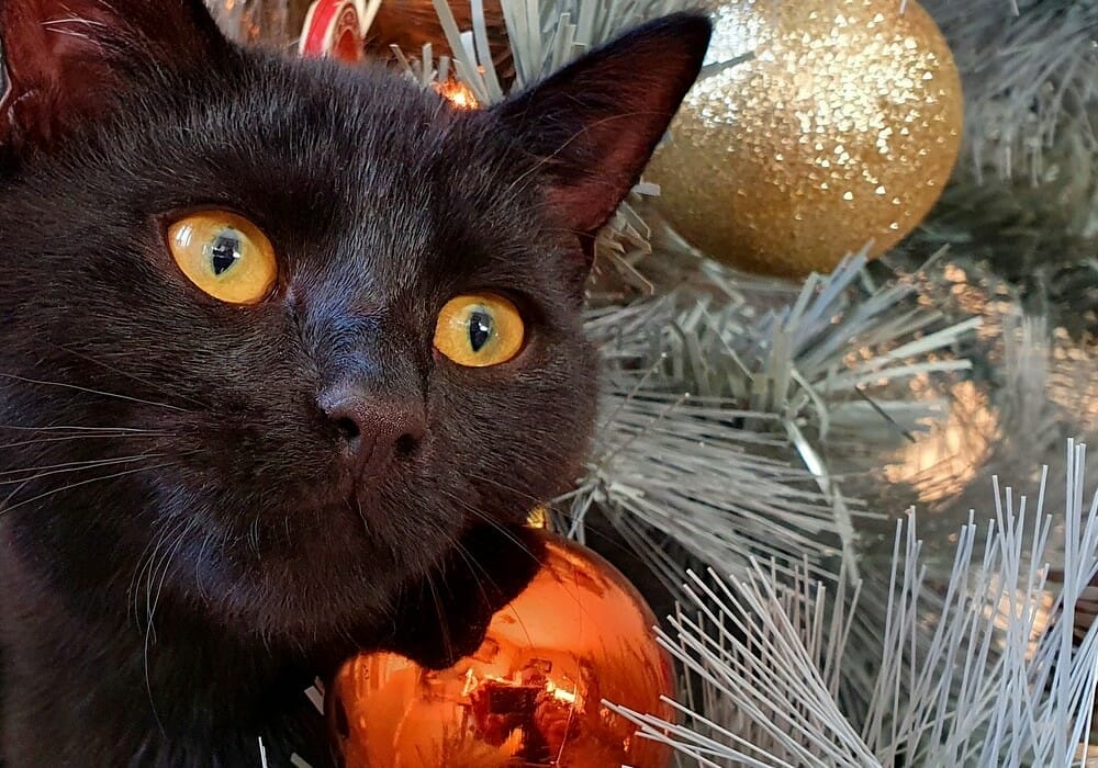 l'albero di Natale finto è meno pericoloso per il gatto