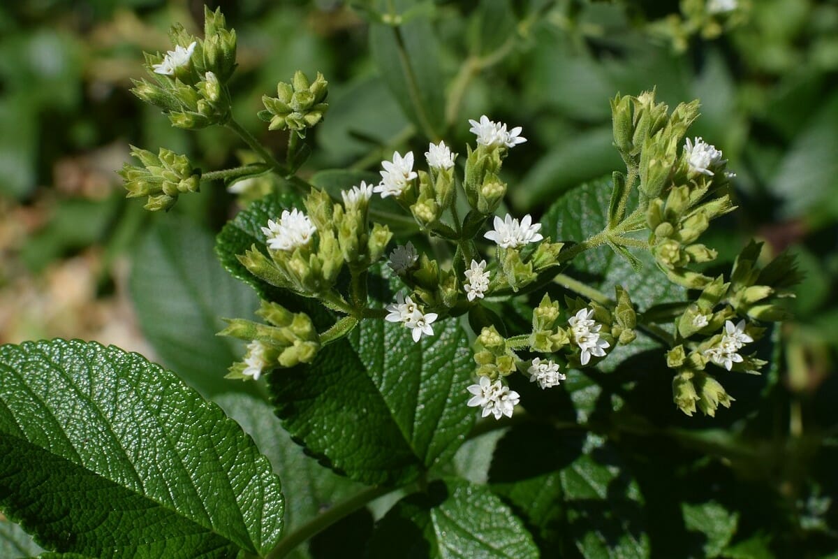 pianta della stevia