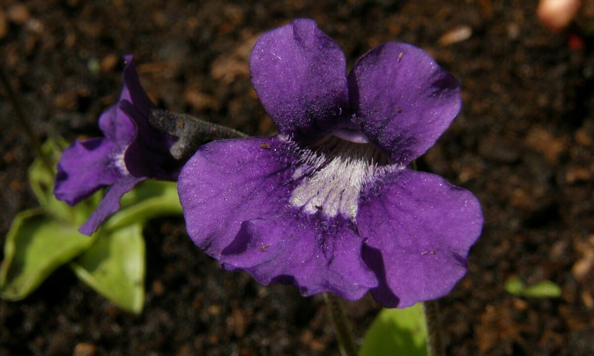 pinguicula grandiflora
