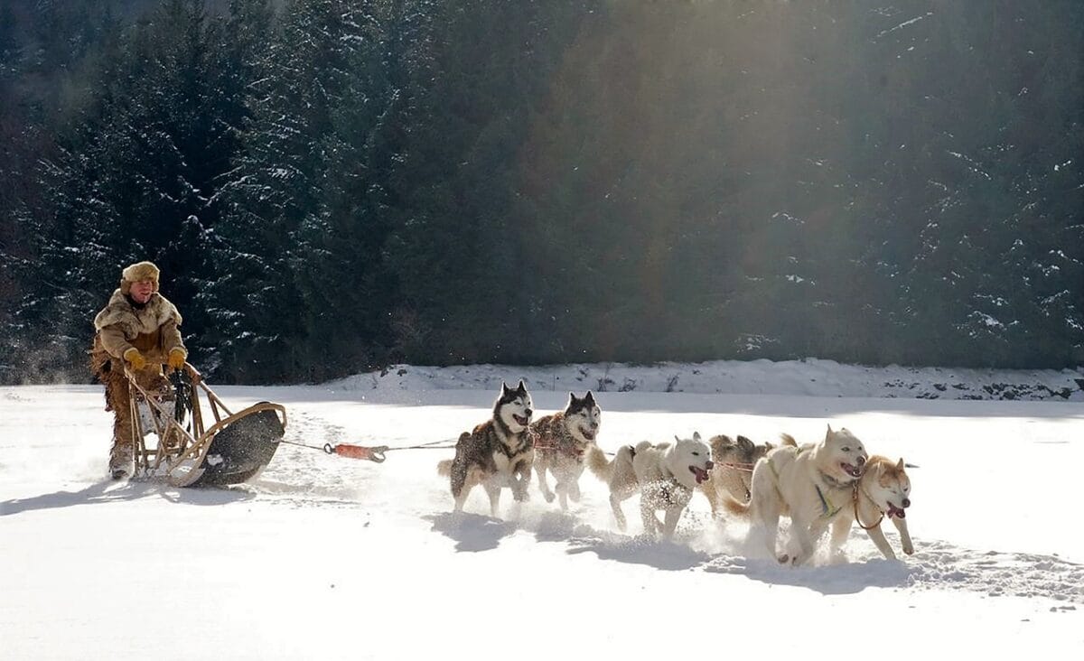 Vivere l'esperienza di salire su una slitta trainata da cani