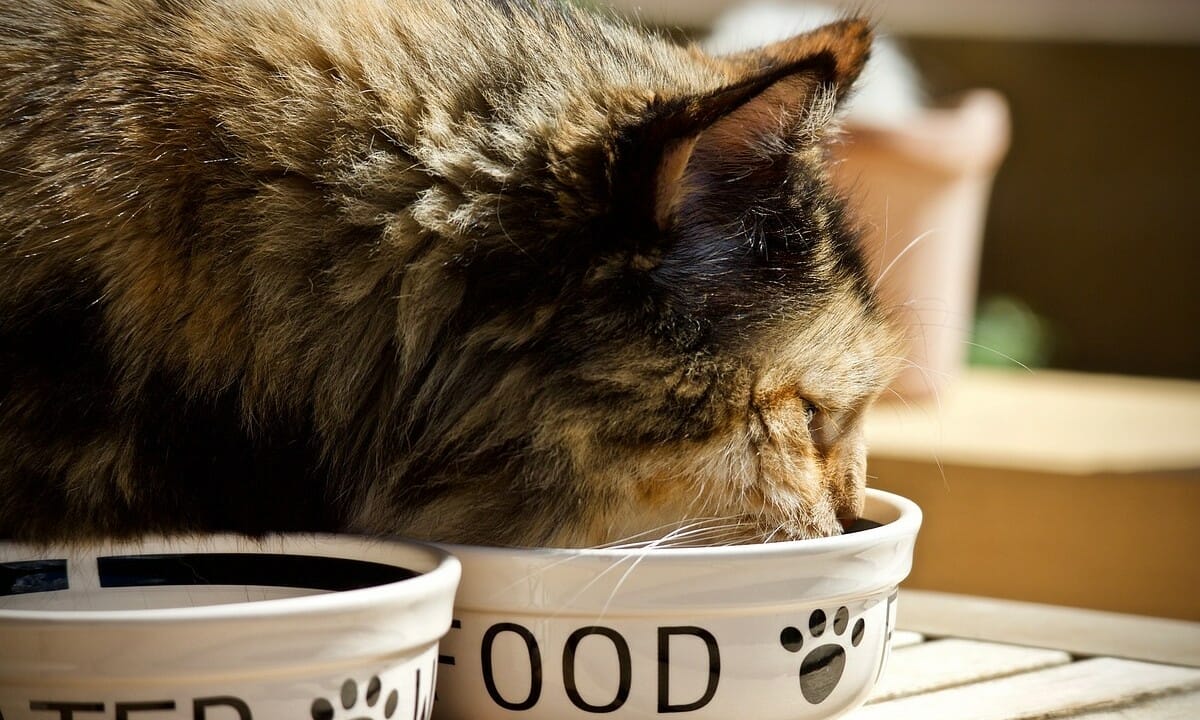 Alterniamo questa ricetta ai croccantini e il nostro gatto apprezzerà