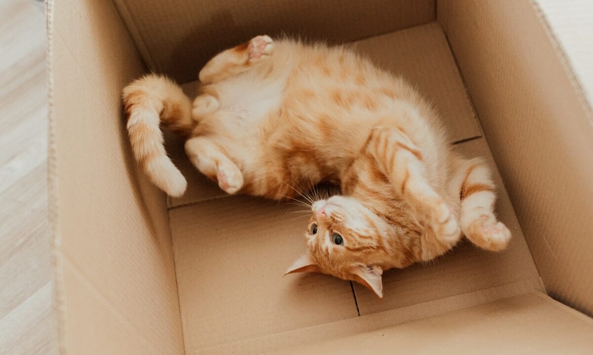 Con le scatole possiamo creare una cuccia per i nostri animali