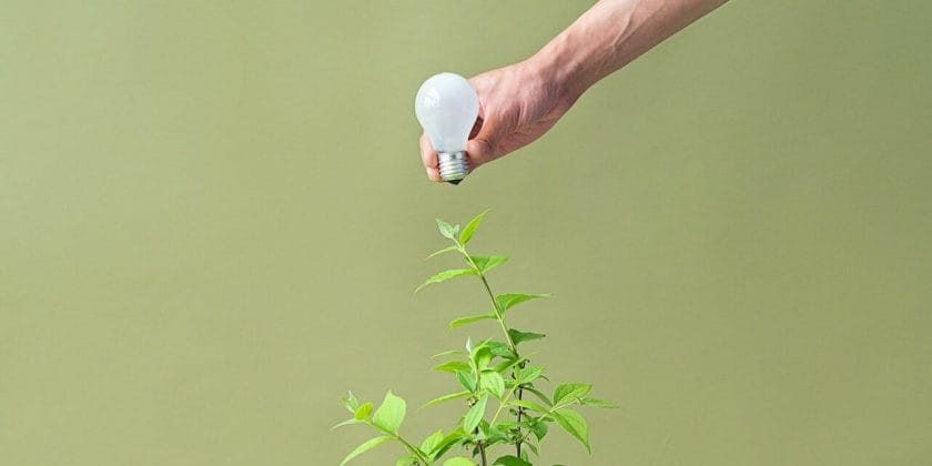 Far crescere le piante con la luce artificiale-proiezionidiborsa.it