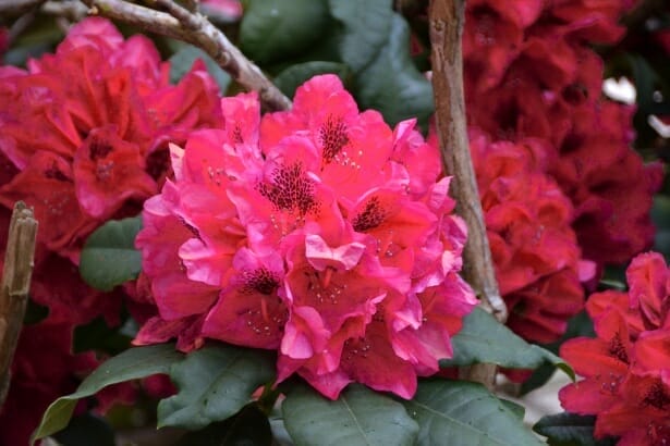 Fiori di rododendro