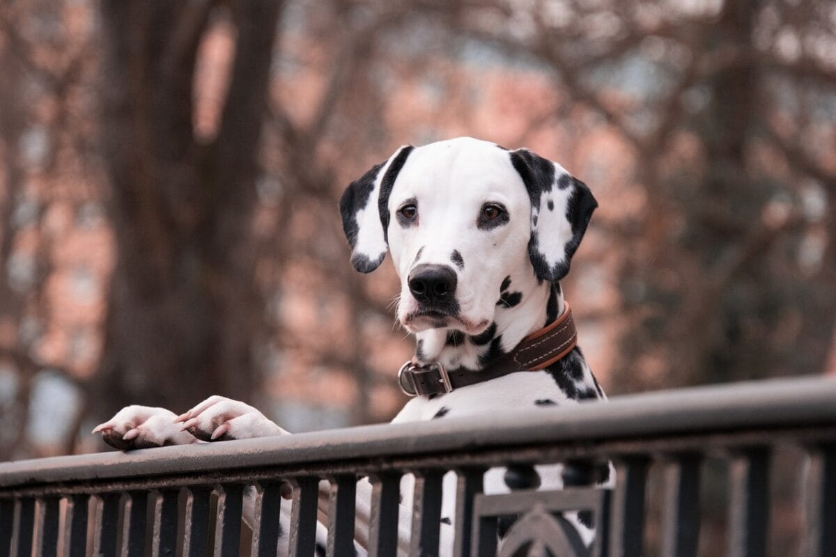 Il Dalmata rispecchia il lato timido della Vergine