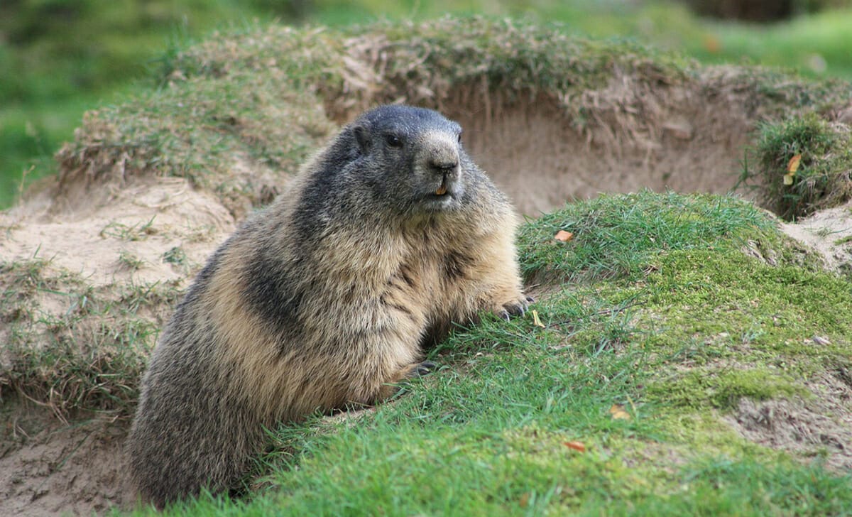 In Canada e USA si scruta il comportamento delle marmotte per capire se l'inverno durerà ancora a lungo oppure no