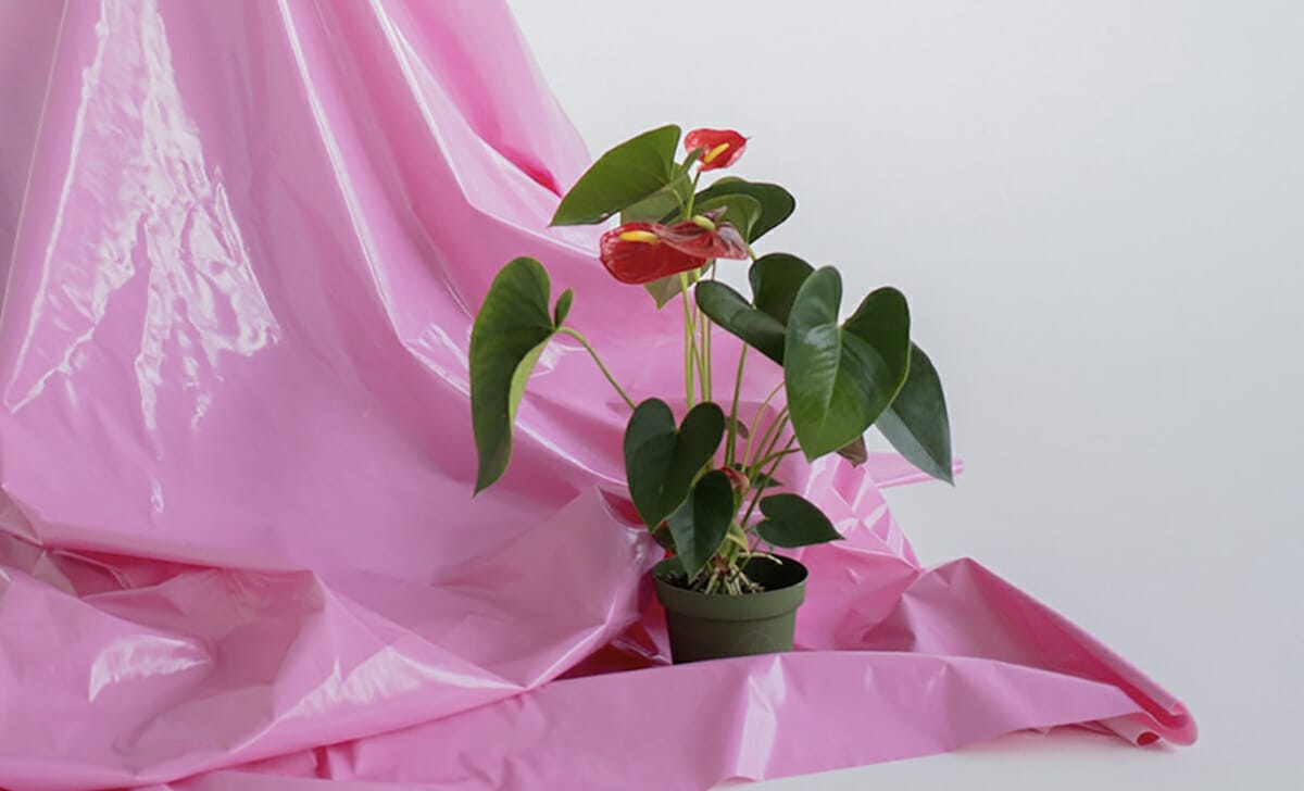 L'anthurium richiede pochi e semplici accorgimenti