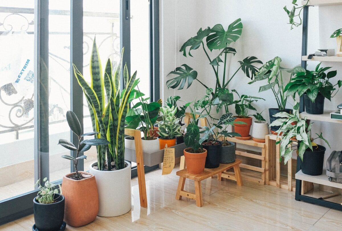  Le piante da appartamento necessitano di cure specifiche-proiezionidiborsa.it