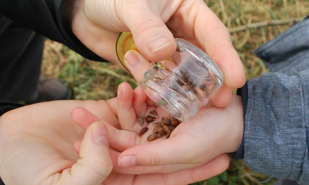 Mettere i semini di mela in un barattolo di vetro e coinvolgere anche i bambini in questo esperimento