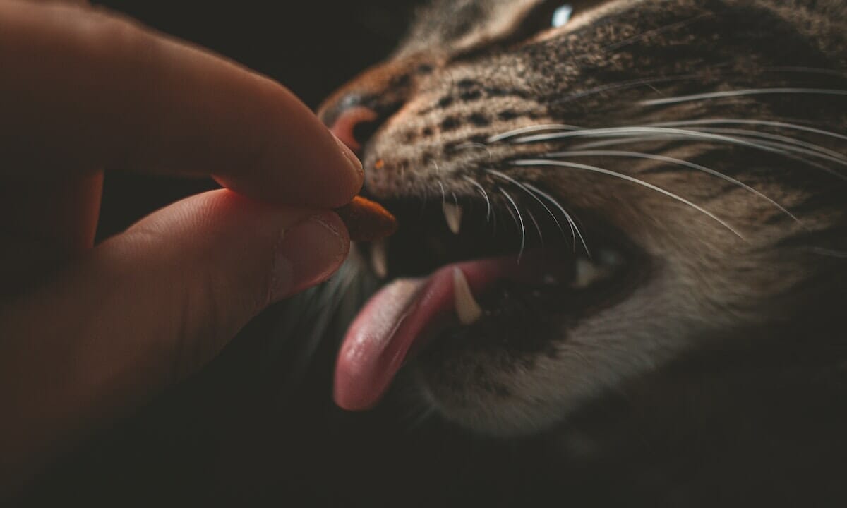 Per pulire i denti al gatto si possono usare anche snack specifici