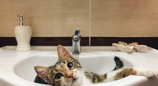 Perché il gatto ci segue in bagno